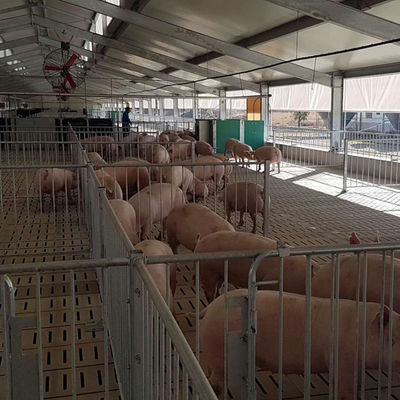 Lekka konstrukcja stalowa Pig House Ocynkowane prefabrykowane budynki rolnicze