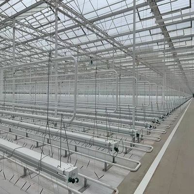 Eksperyment nauczający uprawy pomidorów w szklanej szklarni