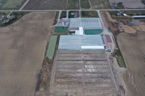 Wenluo Sightseeing Glass Greenhouse - Szklarnia do hodowli warzyw na dużą skalę