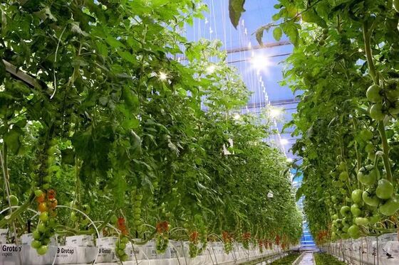 Wenluo Sightseeing Glass Greenhouse - Szklarnia do hodowli warzyw na dużą skalę