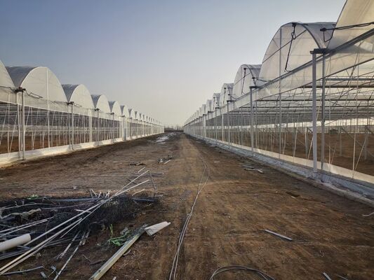 Continuous-span PO film greenhouse for increasing vegetable yields