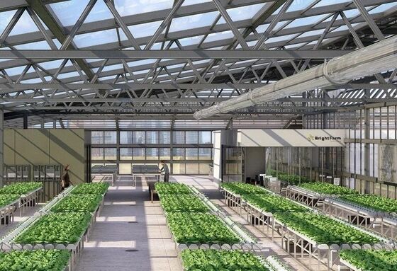 Szklarnia polietylenowa o ciągłym rozciągnięciu dla uprawy kwiatów wysokiej jakości