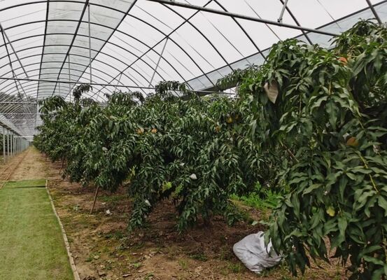 Szklana szkła turystyczna Wenlu - Szklana szkła do hodowli owoców w dużej skali