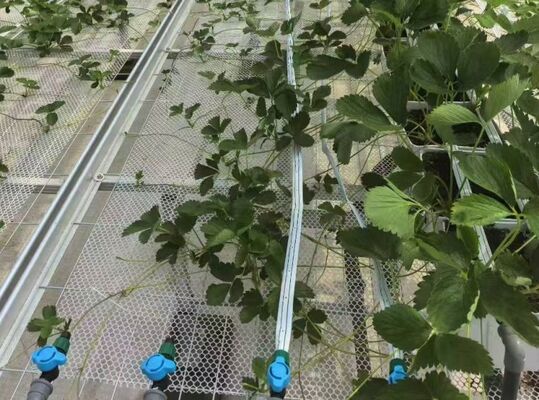 Szklarnia do uprawy owoców, duża szklana szklarnia do zwiedzania Woonloos